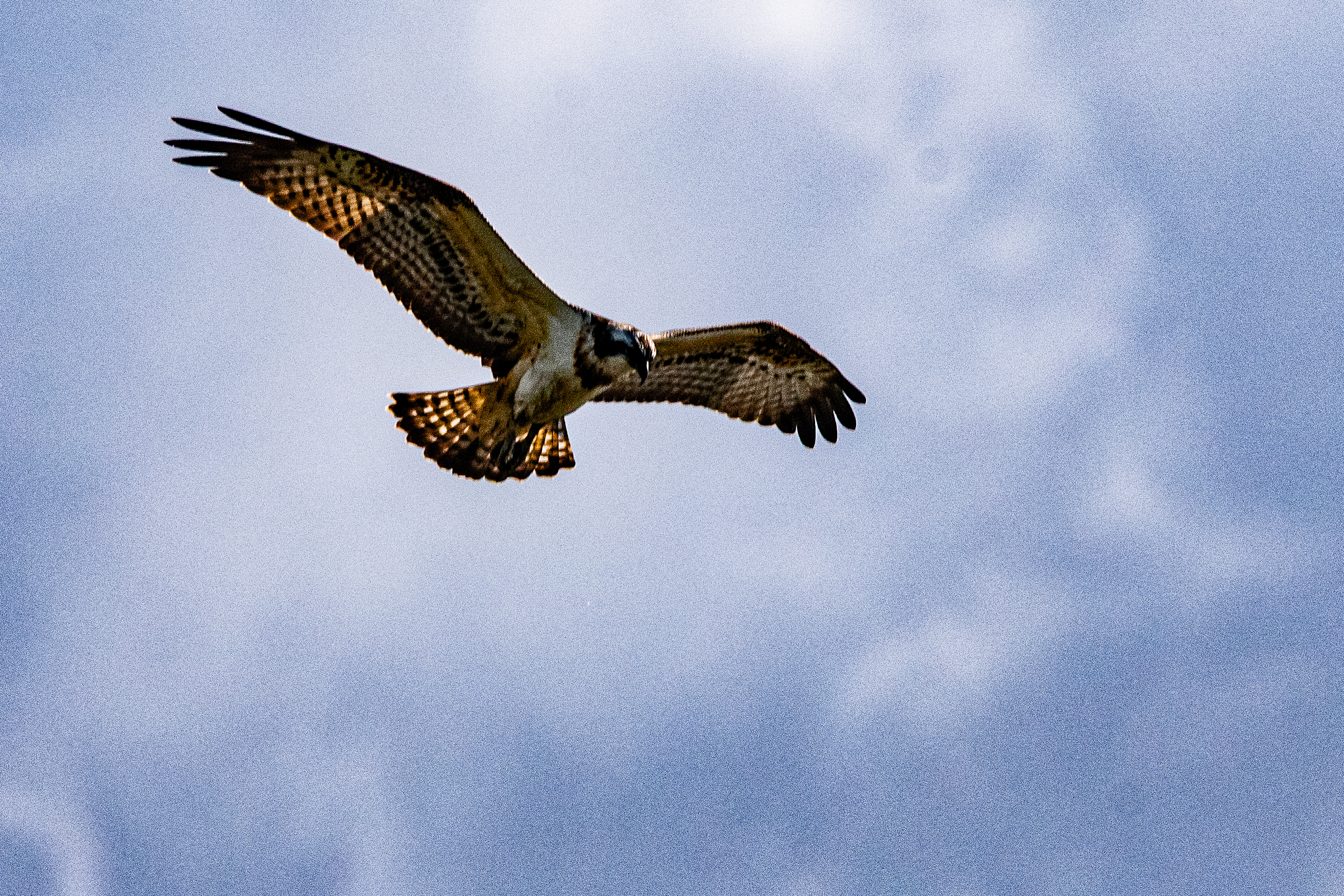 Balbuzard pêcheur (Osprey, Pandion haliaetus), juvénile  scrutant la surface du Dépôt 54 de la Réserve Naturelle de Mont-Bernanchon, Hauts de France, à la recherche de son poisson quotidien.